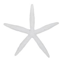 Adds a little personality to the small bathroom. Sand Dollar Starfish Wall Decor Hobby Lobby 1305804