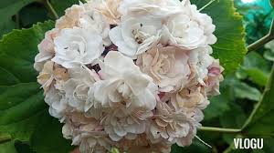 [lengkap} menyajikan aneka gambar bunga mawar (rose) cantik, indah + klasifikasi bunga mawar berdasarkan kelas gambar bunga mawar (rose) cantik beserta klasifikasi & jenisnya lengkap. Pokok Bunga Melur Susun Wangi Youtube