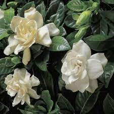 Close Up Of Cape Jasmine Flowers Gardenia Jasminoides Photographic Print By G Cigolini Find Art You Love And Shop H Fragrant Plant Flowers Fragrant Flowers