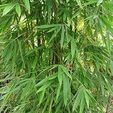 Image result for Dendrocalamus