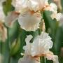 Profile Picture of Iris 'Pagan Goddess' (Reblooming Bearded Iris) - Gardenia.net (@gardenia.net) on Google