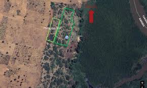 Image result for Pterygota mildbraedii