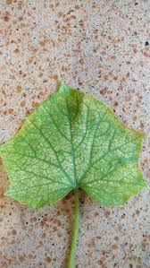Does Anyone Know What Cucumber Plant Disease This Is Gardening Garden Diy Home Flowers Roses Nature Landscaping Cucumber Plant Plants Plant Diseases