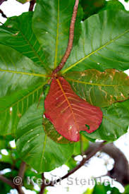 Image result for Terminalia stuhlmannii