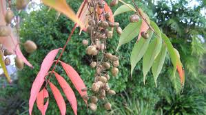 Image result for Rhus