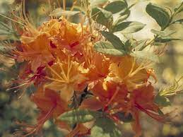 Honey Suckle Bush Aka Flame Azalea Rhododendron Calendulaceum Another Flowering Shrub We Had At Honeysuckle Flower Flowers Perennials Flowering Shrubs