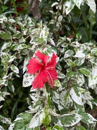 Image result for Hibiscus mechowii