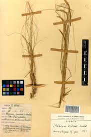 Image result for Ctenium newtonii