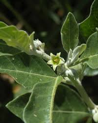 Image result for Withania