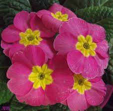 Pink Primrose Flowers Tanaman
