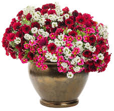 Sweet alyssum 'snow princess', alyssum maritimum 'snow princess'. Alyssum Snow Princess Lobularia Hybrid