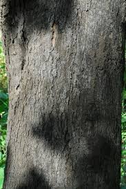 Image result for Crossopteryx