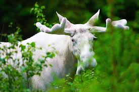 Born october 3, 1987 as kerri flett) is a canadian curler from camp morton, manitoba, in the rural municipality of gimli. Someone Just Killed A Super Rare White Moose In Ontario And People Are Outraged