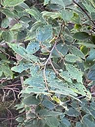Image result for Celtis africana