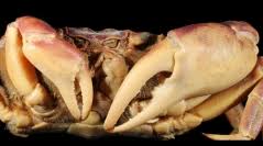 Image result for Cribbia brachyceras