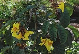 Image result for Markhamia obtusifolia