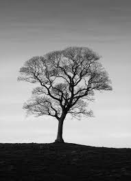 Beautiful Black And White Tree Pictures For Some Reason I Was Just Feeling Like Looking At Trees So Old And Beautiful They Hold So Much History Picture Tree Tree Photography Photo Tree