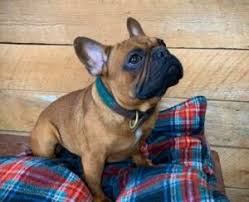 Maybe you would like to learn more about one of these? 5 Best French Bulldog Breeders In Connecticut Reviews Smiling Bulldogs