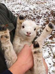 Like A Lamb Don T Care Baby Animals Pictures Cute Baby Animals Cute Goats