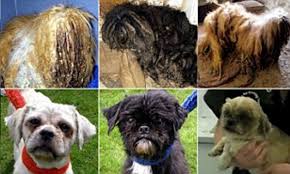 Shih tzu breeder virginia beach. Three Shih Tzus Left Unable To See Or Walk Due To The Length Of Their Overgrown Coats In Shocking Case Of Neglect Daily Mail Online