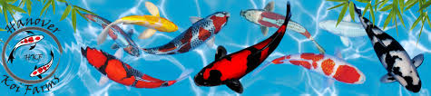 How To Properly Size A Pond Uv Light Hanover Koi Farms