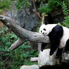 Como bactérias intestinais ajudam pandas a comerem apenas bambu e manterem peso