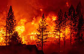 They are not limited to a particular continent or environment. Severe Wildfires Raise The Chance For Future Monstrous Blazes Scientific American