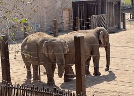 ABQ BioPark elephant escapes, delays zoo open
