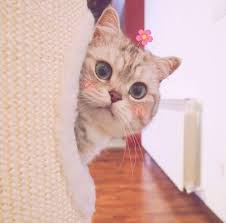 About press copyright contact us creators advertise developers terms privacy policy & safety how youtube works test new features press copyright contact us creators. Kucing Yang Sangat Manja Imut Gemesin Dan Lucu Akan Selalu Menemani Kamu Pada Saat Lagi Santai Tidur Dan Lain La Kucing Cantik Anak Kucing Lucu Kucing Bayi