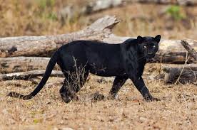 Pantera negra (panthera pardus/panthera onca var. Pantera Negra Leopardo Jaguar Cazador Solitario Felino Exotico