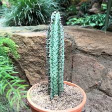 Image result for Euphorbia contorta