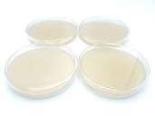 20 Malt Extract Agar Plates, Sterilized Agar Petri Dishes ...