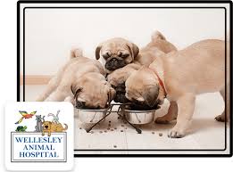 Veterinary emergency clinic and referral centre, toronto, ontario, veterinary medical and surgical internship, 2011 certification diplomate, american college of veterinary internal medicine (veterinary neurology), 2014. Wellesley Animal Hospital Veterinarians In Wellesley