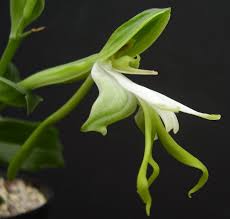 Image result for Bonatea antennifera