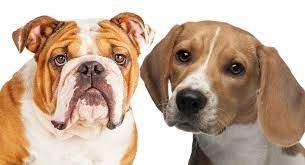 Meanwhile, english bulldogs have an average of seven pups. Beabull The Beagle English Bulldog Mix