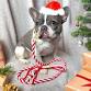 Make your own dog lead festive style Thursday event image