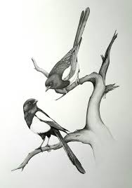 Image Result For Magpie Two For Joy Bird Drawings Bird Pencil Drawing Bird Sketch