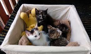 Search through thousands of adverts for kittens & cats for sale in the uk, from pets4homes, the uks most popular free pet classifieds. Kittens For Adoption In Free Enclosure At Abvc