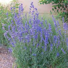 Image result for Lavandula angustifolia `Vera`