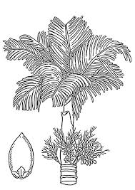 Search through 623,989 free printable colorings at getcolorings. Coloring Page Palm Areca Palm And Areca Nut Free Printable Coloring Pages Img 18930