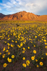 Maybe you would like to learn more about one of these? Death Valley Wildflower Update Prelude To A Super Bloom Sarah Marino Ron Coscorrosa Photography