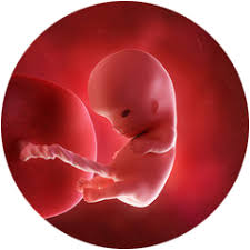 Nahe einem 12 wochen alten wann schlägt dasjenige empathie erstmalig wissenschaft de. 10 Ssw Schwangerschaftswoche Happybabyness Com