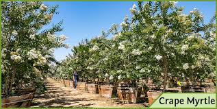 I wish that i had moved more to the ri. Top Trees For White Flowers In Spring And Summer