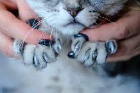 Cat Nail Caps Pros And Cons Are They A Safe Solution Faqcats Com