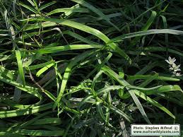 Image result for Nothoscordum borbonicum