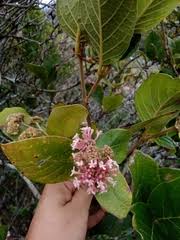 Image result for Rogiera amoena