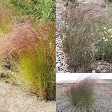 Image result for Aristida canescens