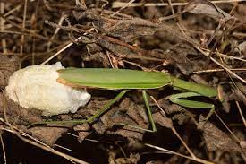 The hook may be used to divert force (blocking), adhere to an opponent's limb, or attack critical spots (eyes or acupuncture points). Out Of Favour Prayer For A Mantis Roundglass Sustain