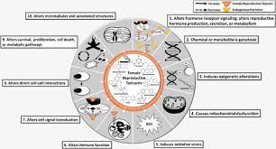Proposed Key Characteristics Of Female Reproductive Toxicants As An Approach For Organizing And Evaluating Mechanistic Data In Hazard Assessment Environmental Health Perspectives Vol 127 No 7