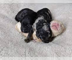 Teddy bear puppies for sale in wayland iowa. Verified Dog Breeders Near Wayland Iowa Usa Page 1 10 Per Page Puppyfinder Com